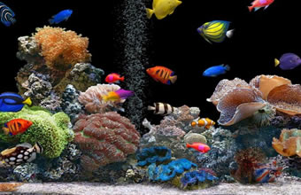 Eco Marine Aquários e Peixes Ornamentais - Foto 1