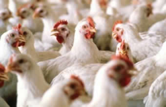Rápido Nordeste Comércio de Aves e Trans - Foto 1