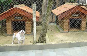 Canil Alphaville - Foto 1