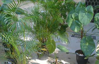 Terra Fofa Comércio de Plantas - Foto 1